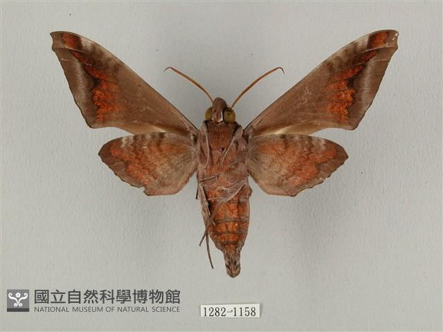 全緣缺角天蛾藏品圖，第2張