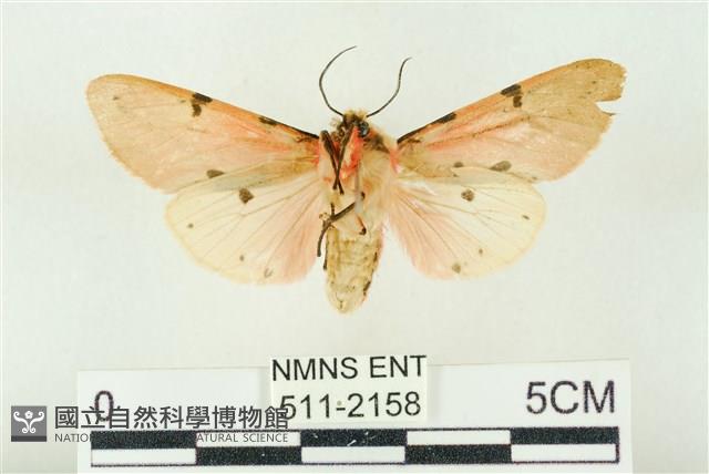 棍棒污燈蛾藏品圖，第2張