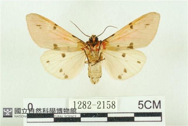 棍棒污燈蛾藏品圖，第2張