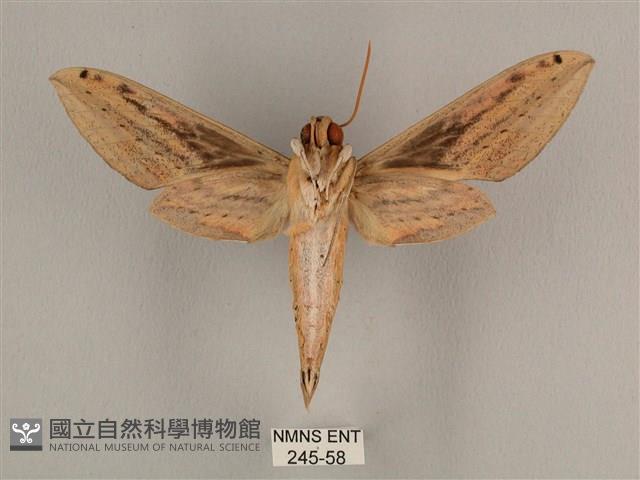 棕綠背線天蛾藏品圖，第2張