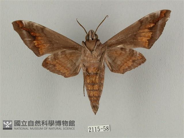 半緣缺角天蛾藏品圖，第2張