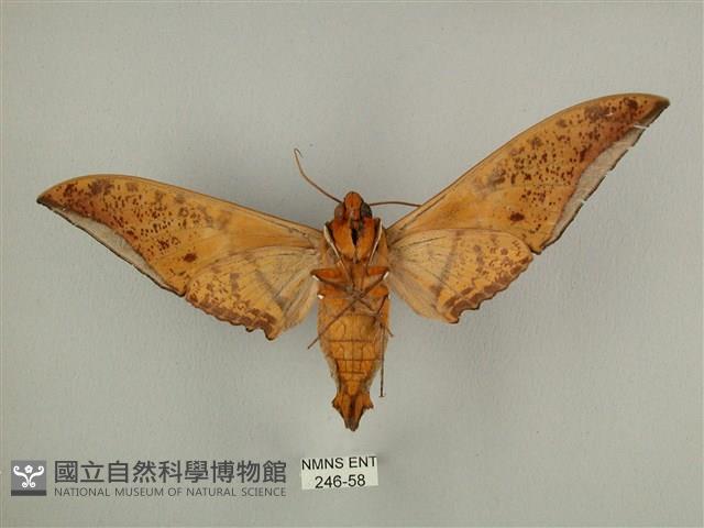 臺灣鷹翅天蛾藏品圖，第2張