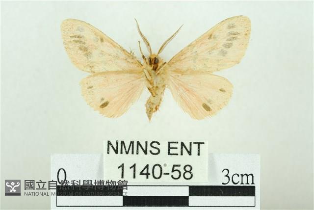 三條橙燈蛾藏品圖，第2張