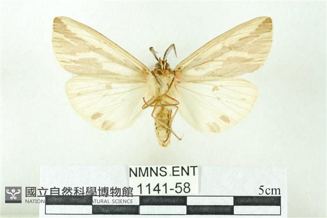 赭新污燈蛾藏品圖，第2張