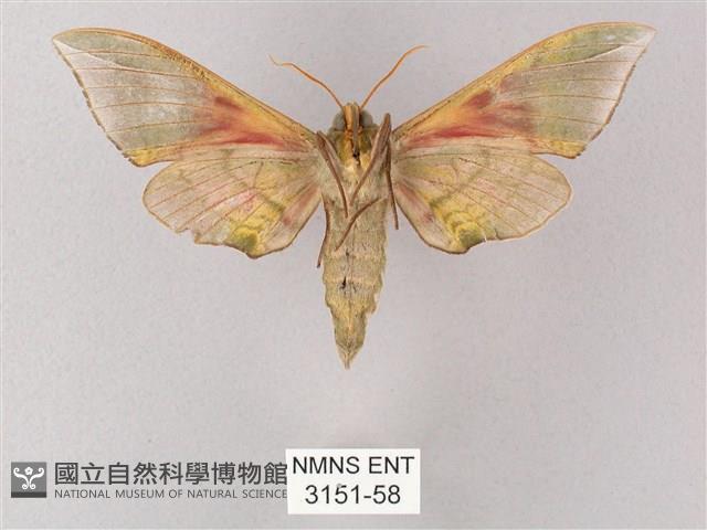 榆綠天蛾藏品圖，第2張