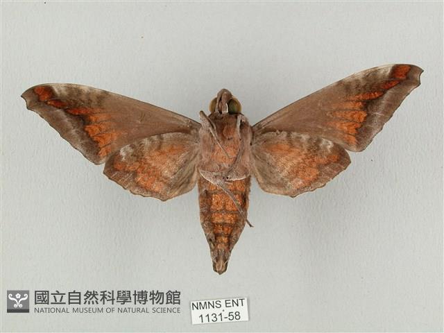 全緣缺角天蛾藏品圖，第2張