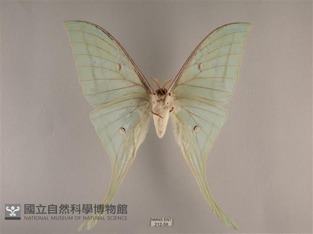 長尾水青蛾藏品圖，第2張