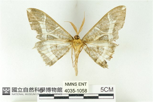 樹形尺蛾藏品圖，第2張