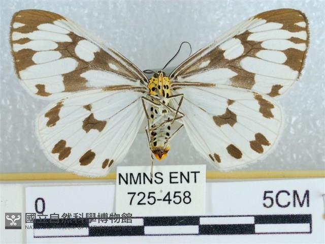 粉蝶燈蛾藏品圖，第2張