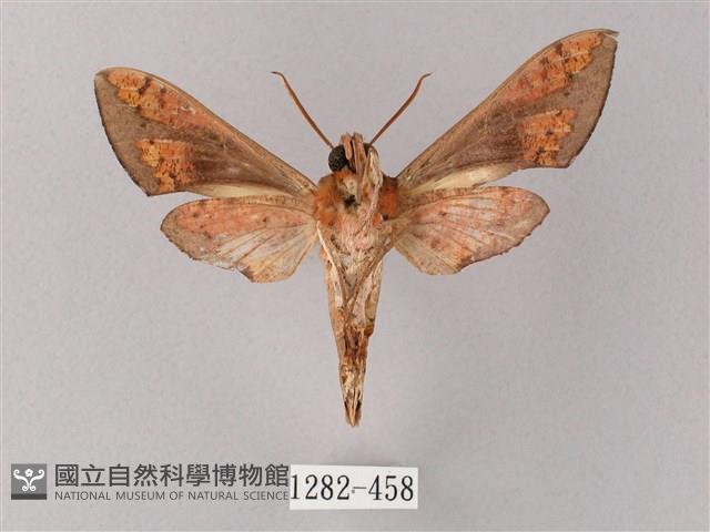 雙斑白肩天蛾藏品圖，第2張