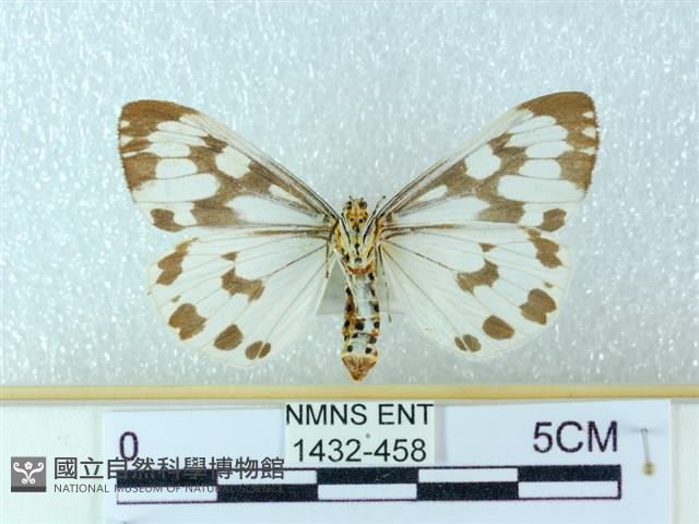 粉蝶燈蛾藏品圖，第2張