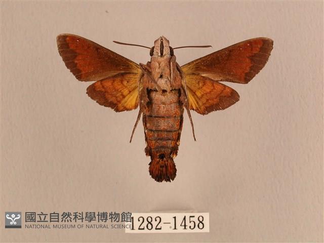 灰紋長喙天蛾藏品圖，第2張