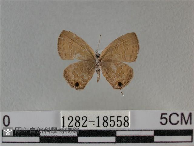 波灰蝶藏品圖，第2張