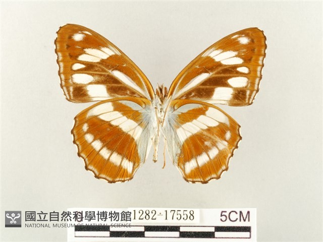 幻紫線蛺蝶藏品圖，第2張