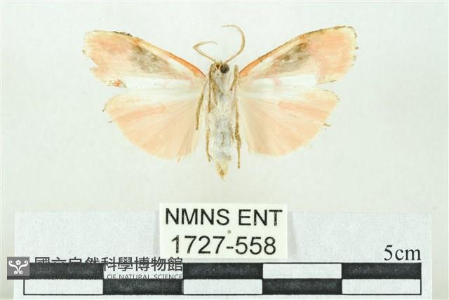 臺雪苔蛾藏品圖，第2張