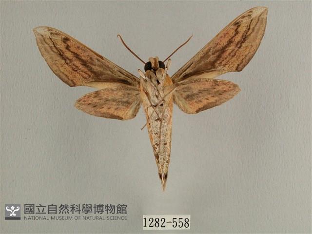 背線天蛾藏品圖，第2張