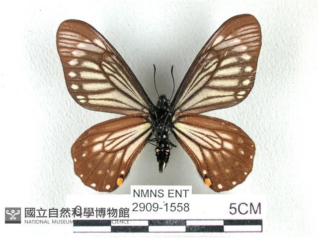 黃星斑鳳蝶藏品圖，第2張