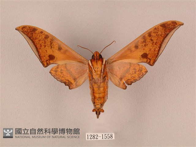 裂斑鷹翅天蛾藏品圖，第2張