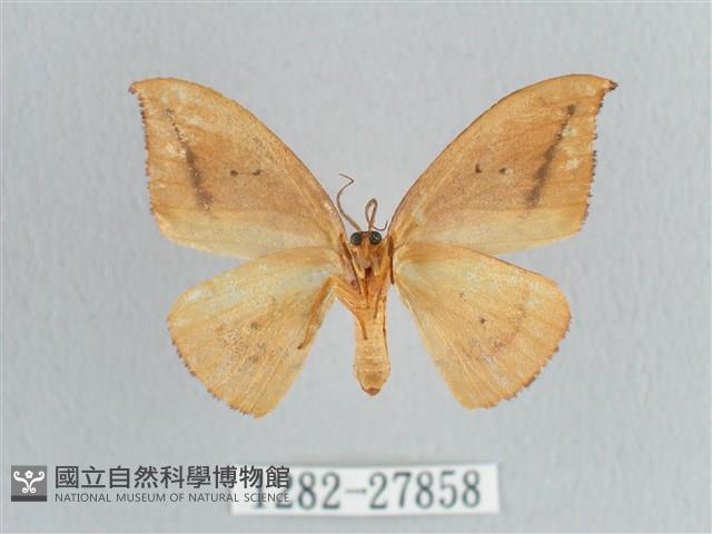 枯葉紋鉤蛾藏品圖，第2張