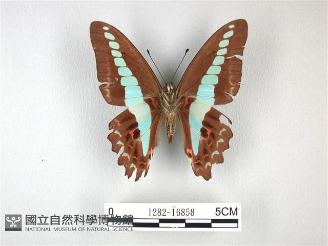 青帶鳳蝶藏品圖，第2張