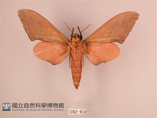 直翅六點天蛾藏品圖，第2張