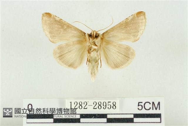 印華波紋蛾藏品圖，第2張