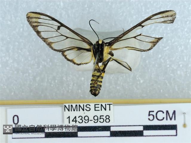 登錄號:001439-00958藏品圖，第2張