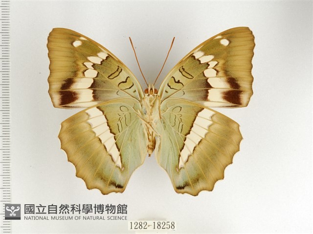 窄帶翠蛺蝶藏品圖，第2張