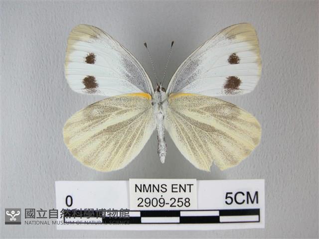 緣點白粉蝶藏品圖，第2張