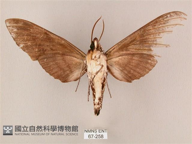 粗斜紋天蛾藏品圖，第2張