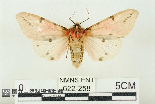 棍棒污燈蛾藏品圖，第2張