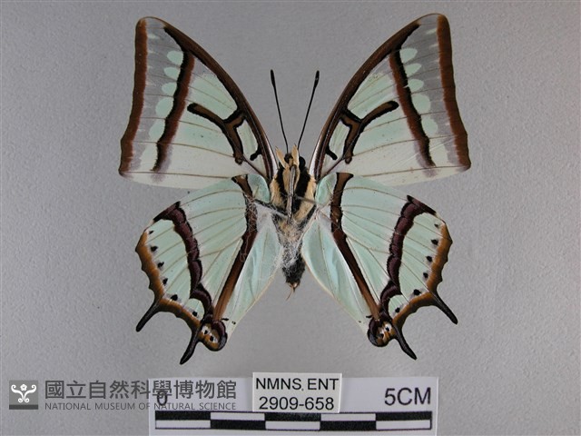 小雙尾蛺蝶藏品圖，第2張