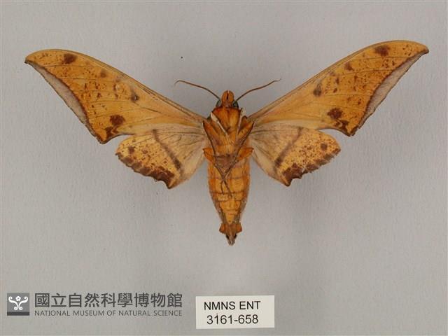 裂斑鷹翅天蛾藏品圖，第2張