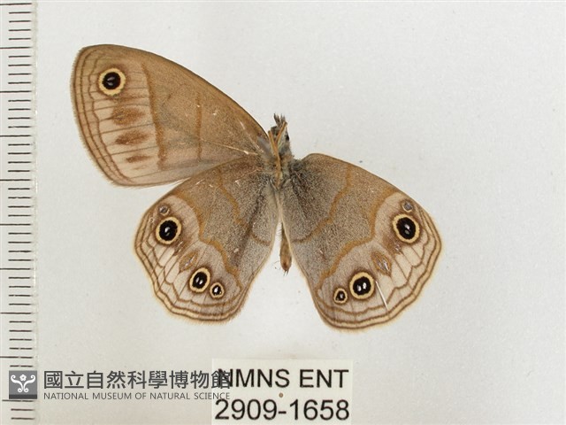 古眼蝶藏品圖，第2張