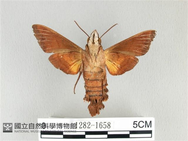 基黑長喙天蛾藏品圖，第2張