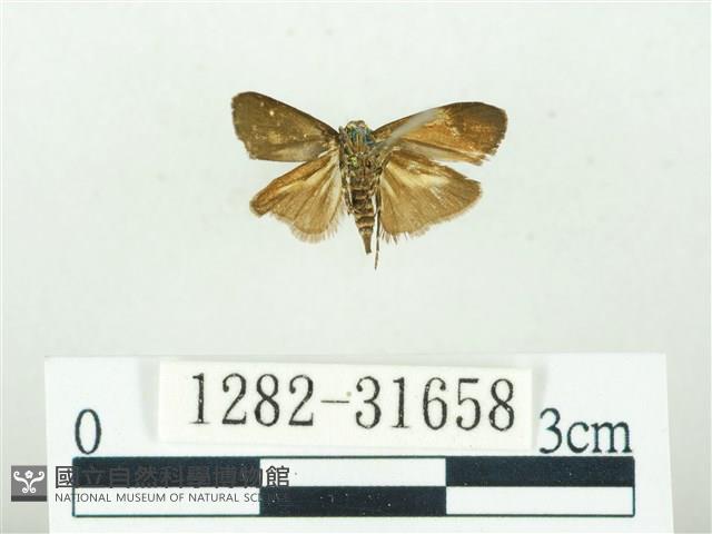 叉紋閃舞蛾藏品圖，第2張