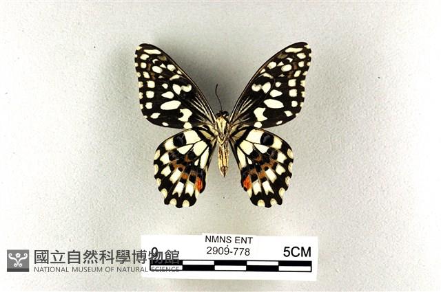 花鳳蝶、無尾鳳蝶藏品圖，第2張