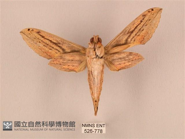 棕綠背線天蛾藏品圖，第2張