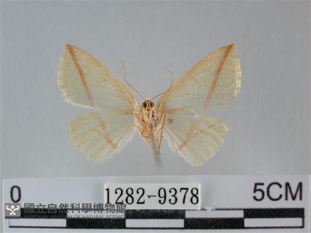 澄線尺蛾藏品圖，第2張