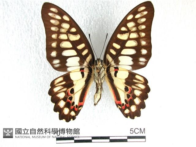 木蘭青鳳蝶藏品圖，第2張