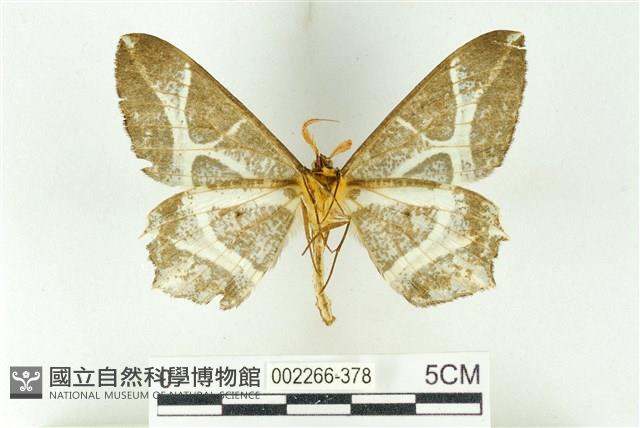 樹形尺蛾藏品圖，第2張