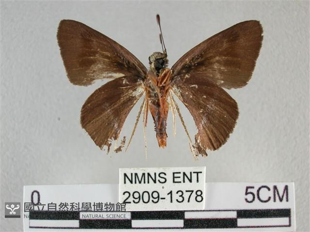 圓翅絨弄蝶藏品圖，第2張