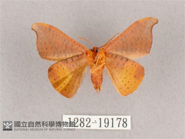 銀端帶鉤蛾藏品圖，第2張