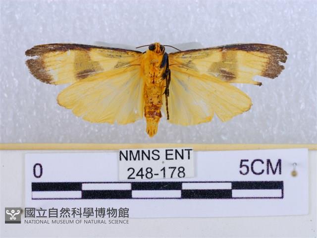 閃光苔蛾藏品圖，第2張