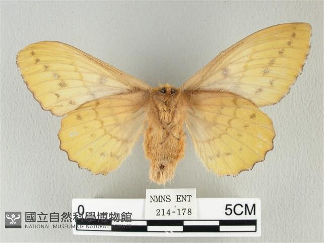 青枯葉蛾藏品圖，第2張