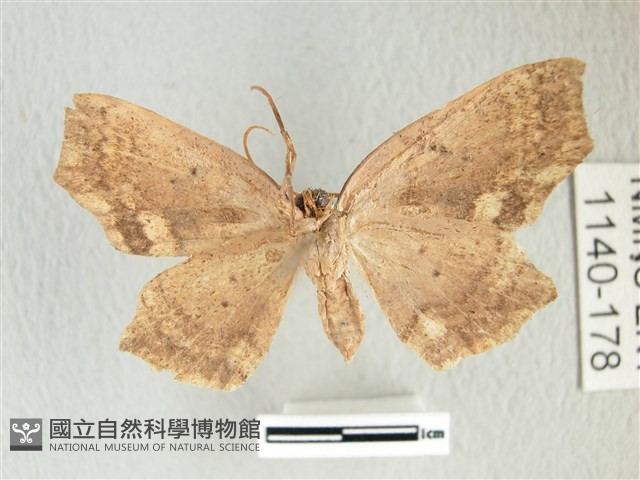 凹角鉤蛾藏品圖，第2張