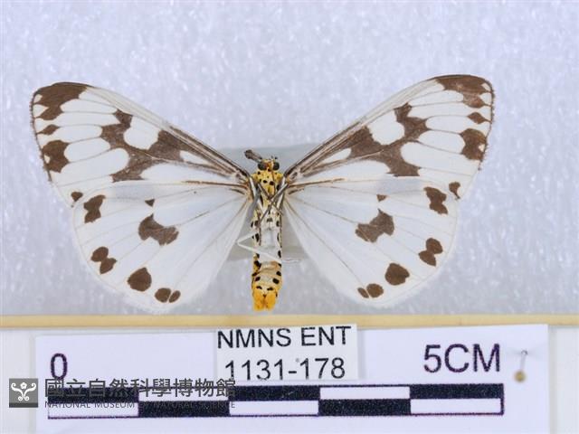 粉蝶燈蛾藏品圖，第2張