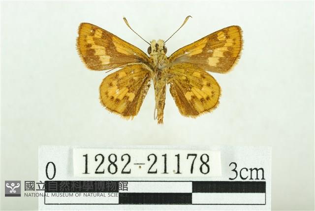 黃斑弄蝶藏品圖，第2張