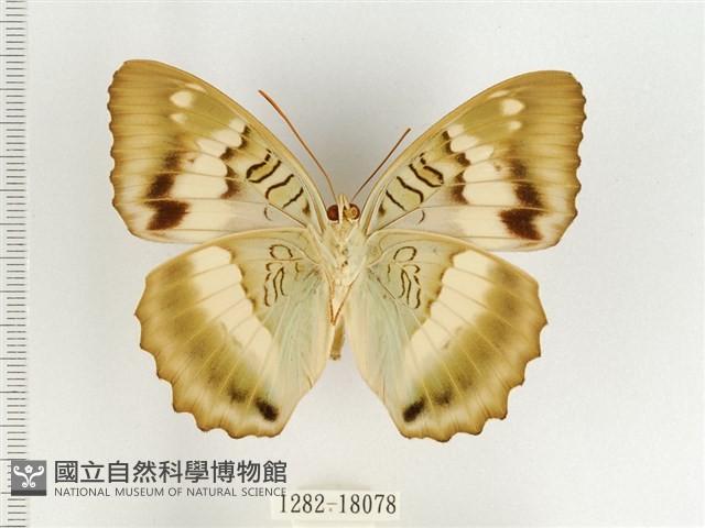 臺灣翠蛺蝶藏品圖，第2張