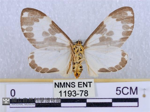 後凸蝶燈蛾藏品圖，第2張